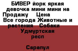 БИВЕР йорк яркая девочка мини мини на Продажу! › Цена ­ 45 000 - Все города Животные и растения » Собаки   . Удмуртская респ.,Сарапул г.